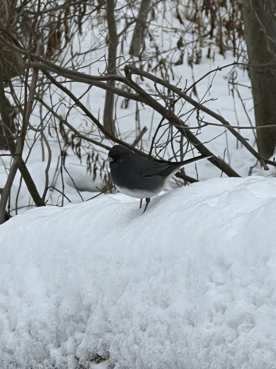 Юнко сірий - ML646808014