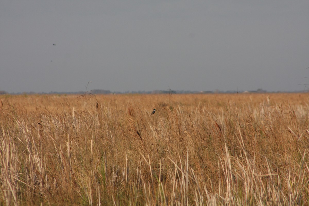 Belted Kingfisher - ML646808015