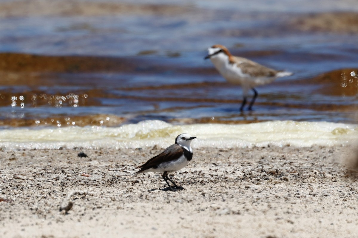 Alaca Çayır Balkuşu - ML646808016