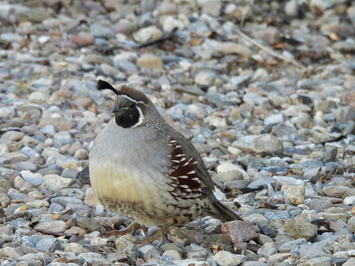 Colin de Gambel - ML646808017