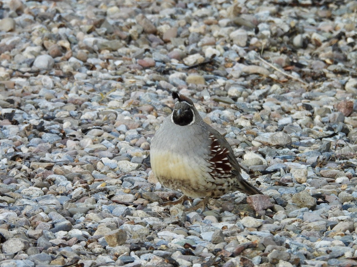 Colin de Gambel - ML646808018