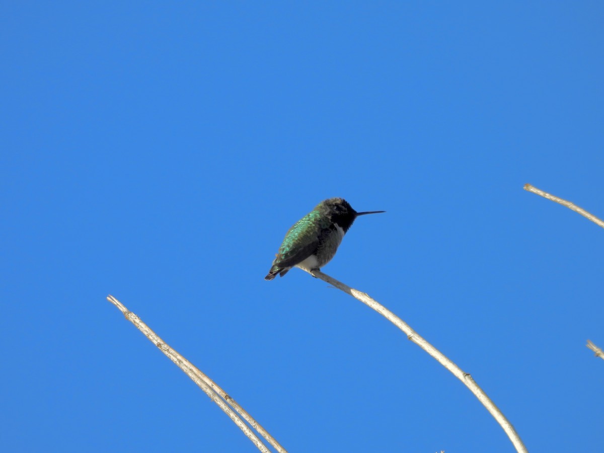 Colibri d'Anna - ML646808021