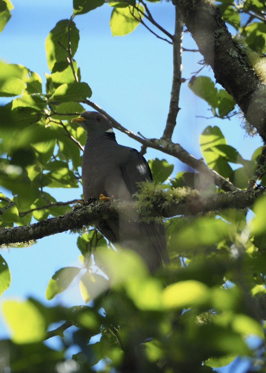 Paloma Torcaza - ML646808024