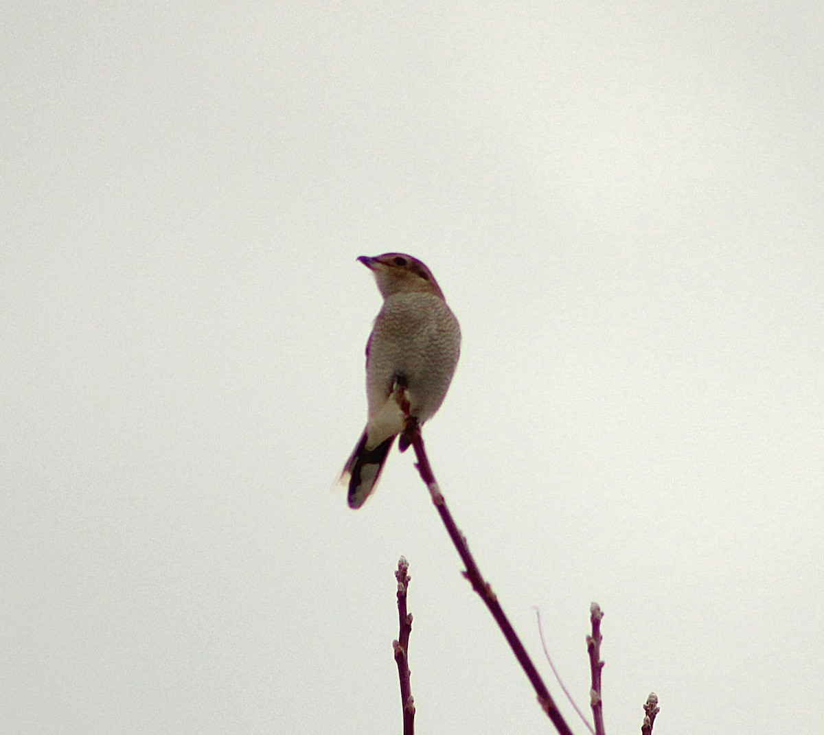 Antzandobi boreala - ML646808026