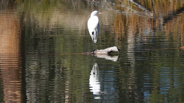 Koartza zuria - ML646808027