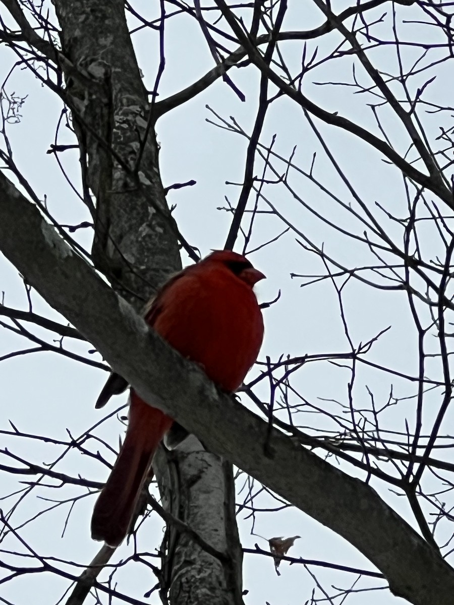 Кардинал червоний - ML646808028