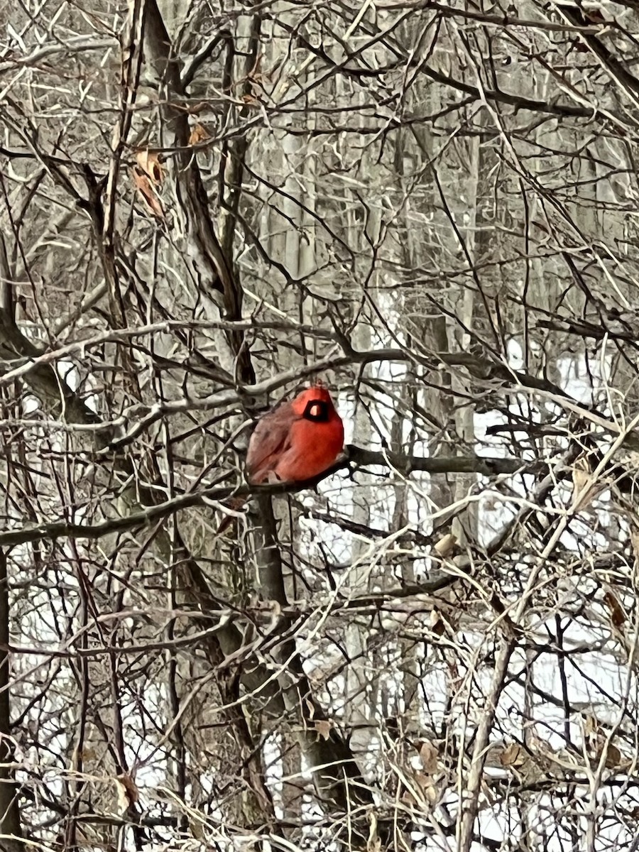 Кардинал червоний - ML646808029