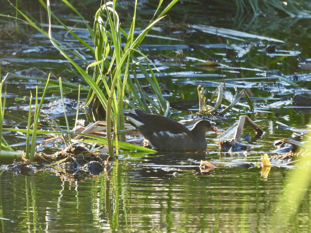 Gallinule d'Amérique - ML646808030
