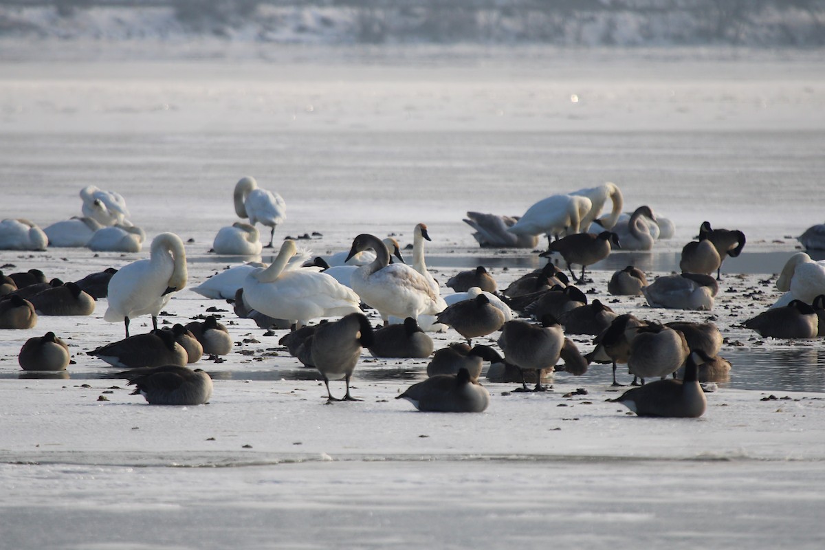 Trumpeter Swan - ML646808031