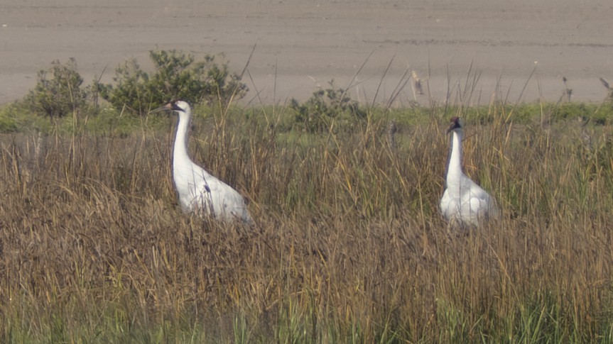Whooping Crane - ML646808032