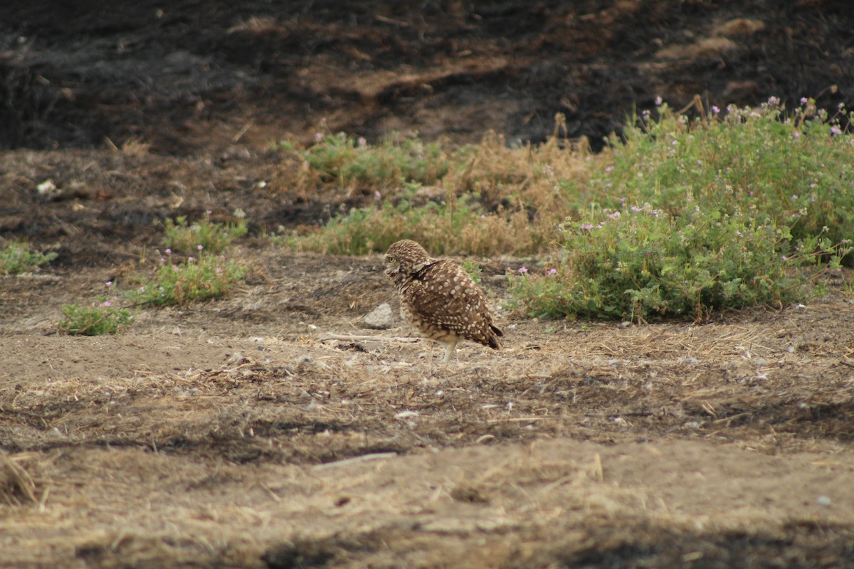 Burrowing Owl - ML646808034