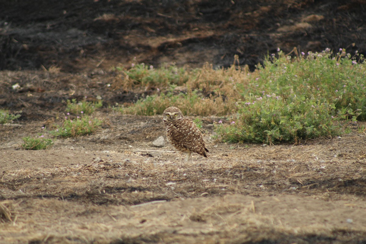 Burrowing Owl - ML646808035