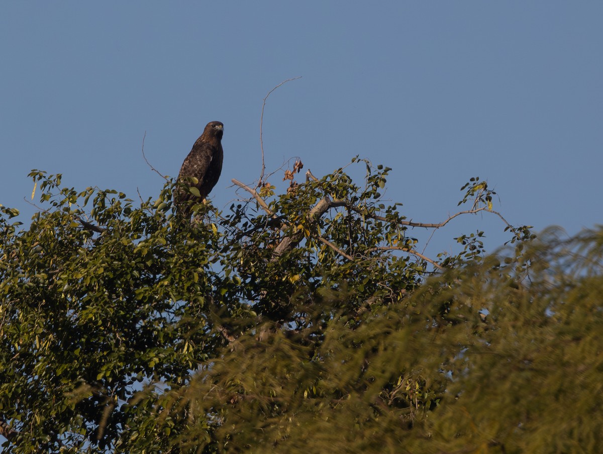 Red-tailed Hawk (calurus/alascensis) - ML646808037