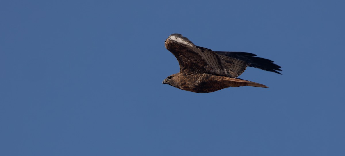 Red-tailed Hawk (calurus/alascensis) - ML646808039