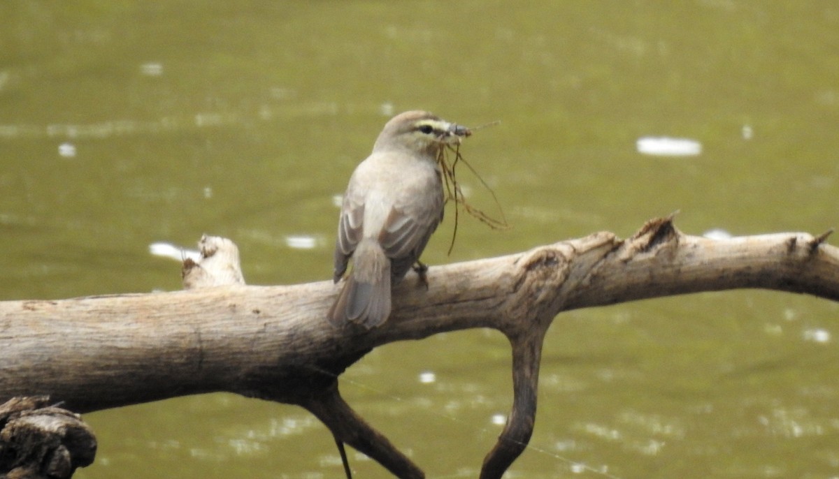 Drab Water Tyrant - ML646808040