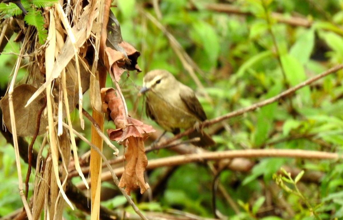 Drab Water Tyrant - ML646808042