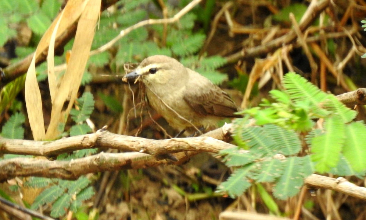 Drab Water Tyrant - ML646808043