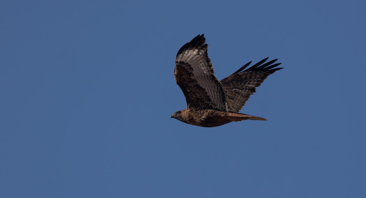 Red-tailed Hawk (calurus/alascensis) - ML646808044