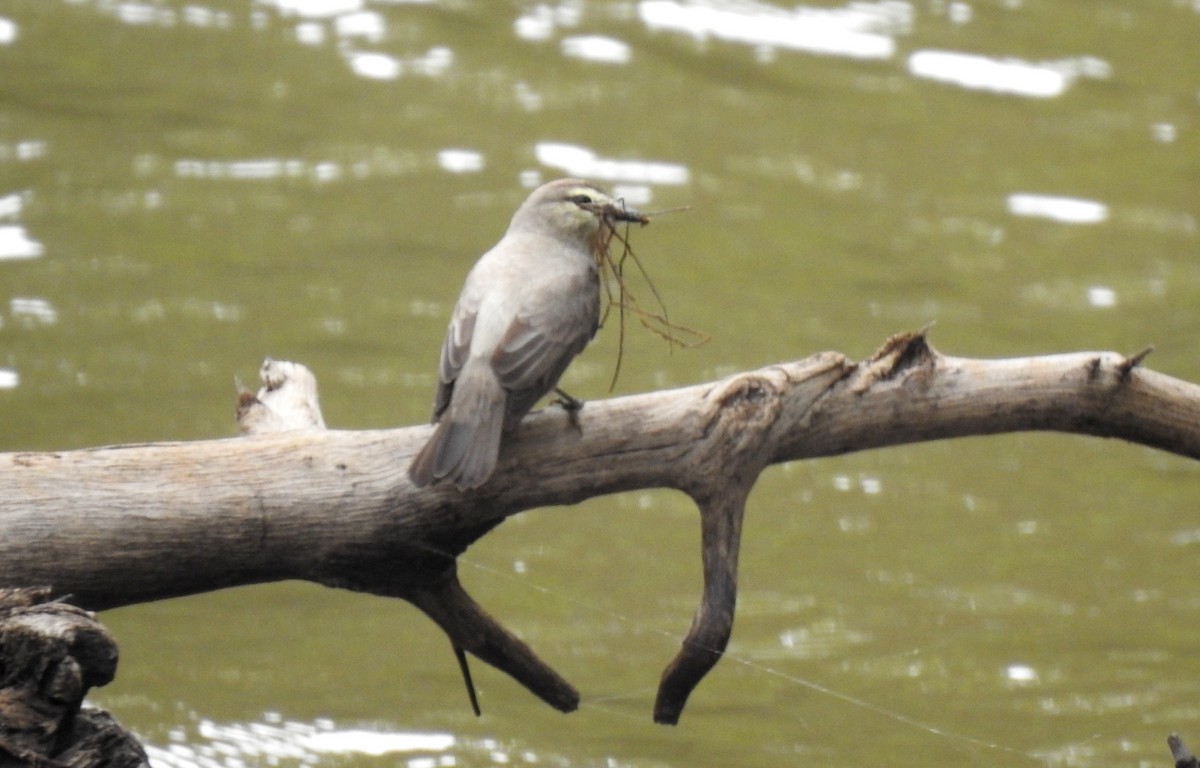 Drab Water Tyrant - ML646808045