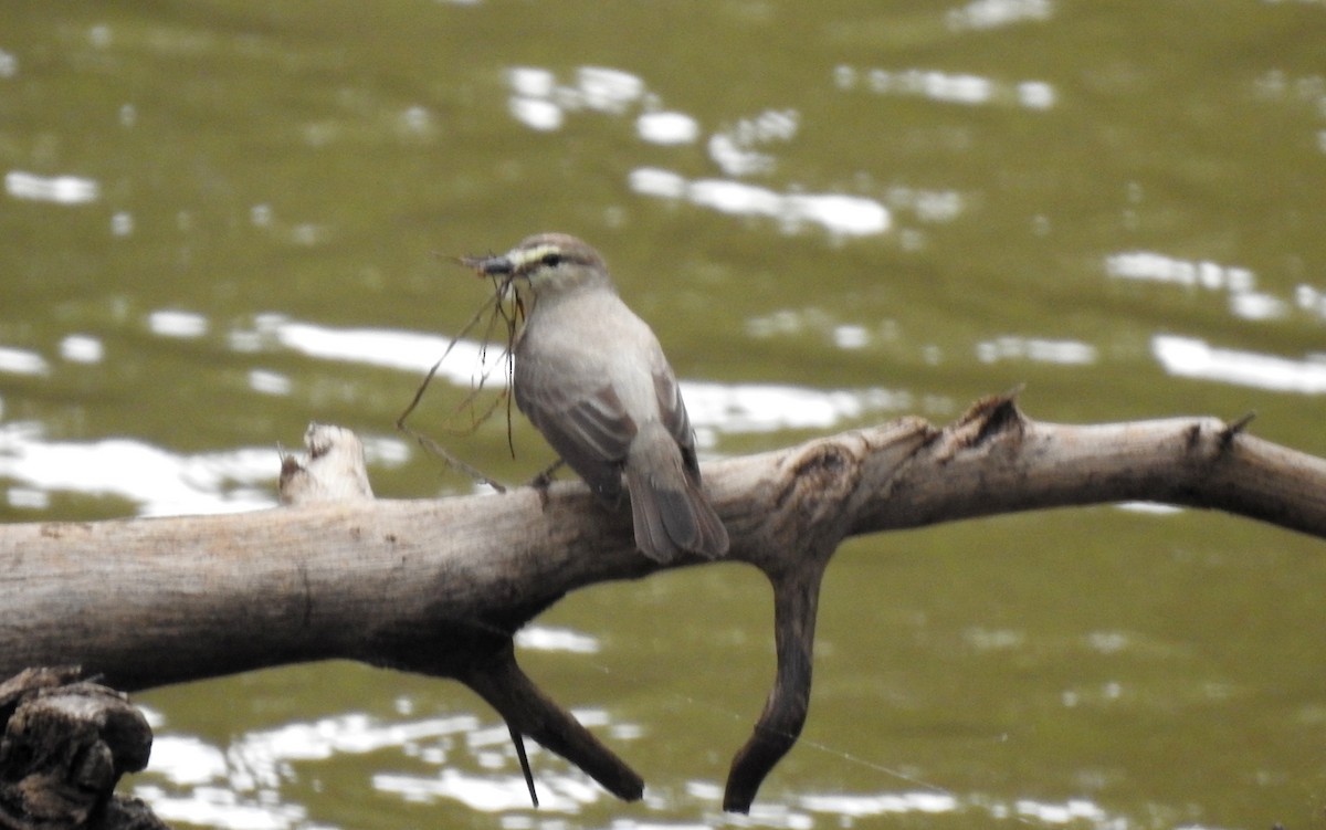 Drab Water Tyrant - ML646808046