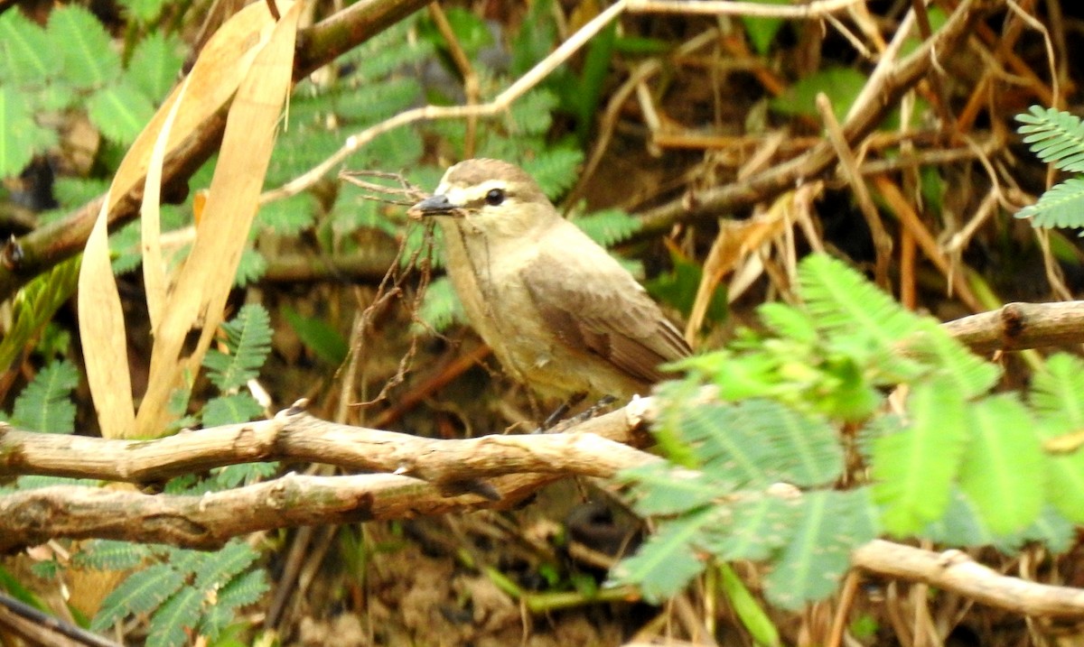 Drab Water Tyrant - ML646808047