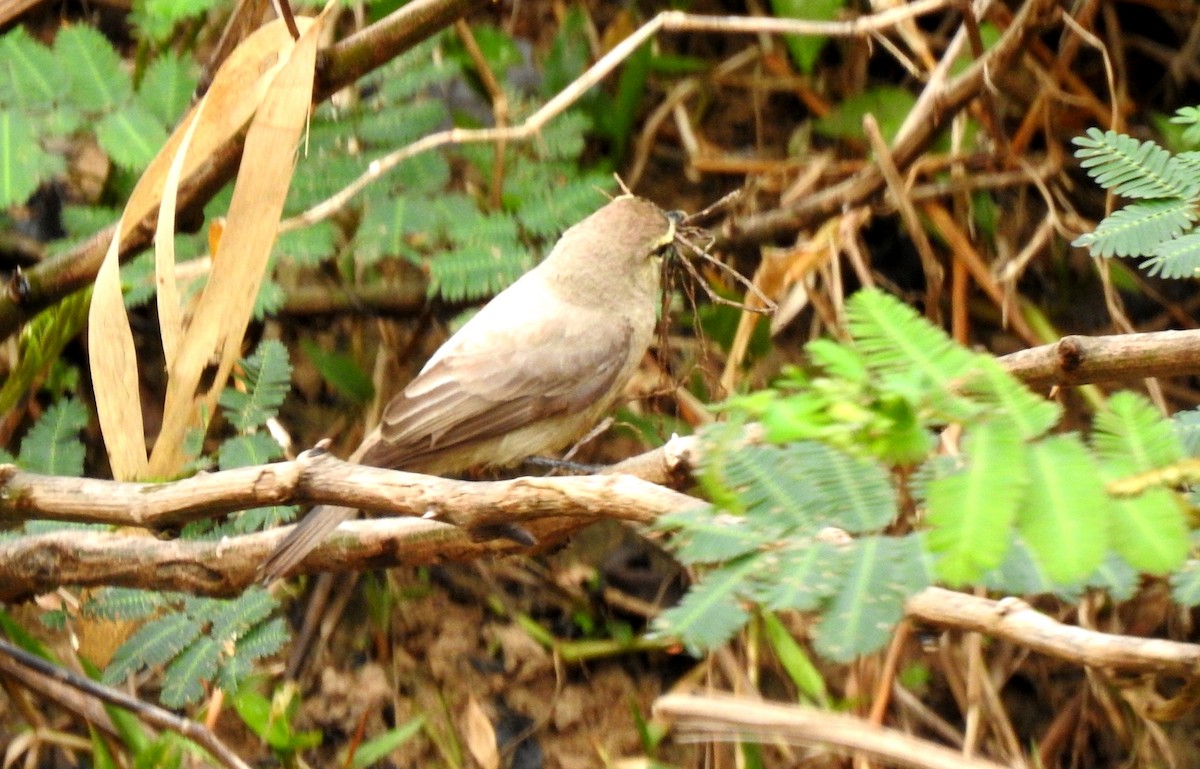 Drab Water Tyrant - ML646808048