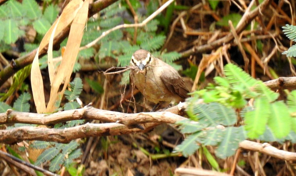 Drab Water Tyrant - ML646808049