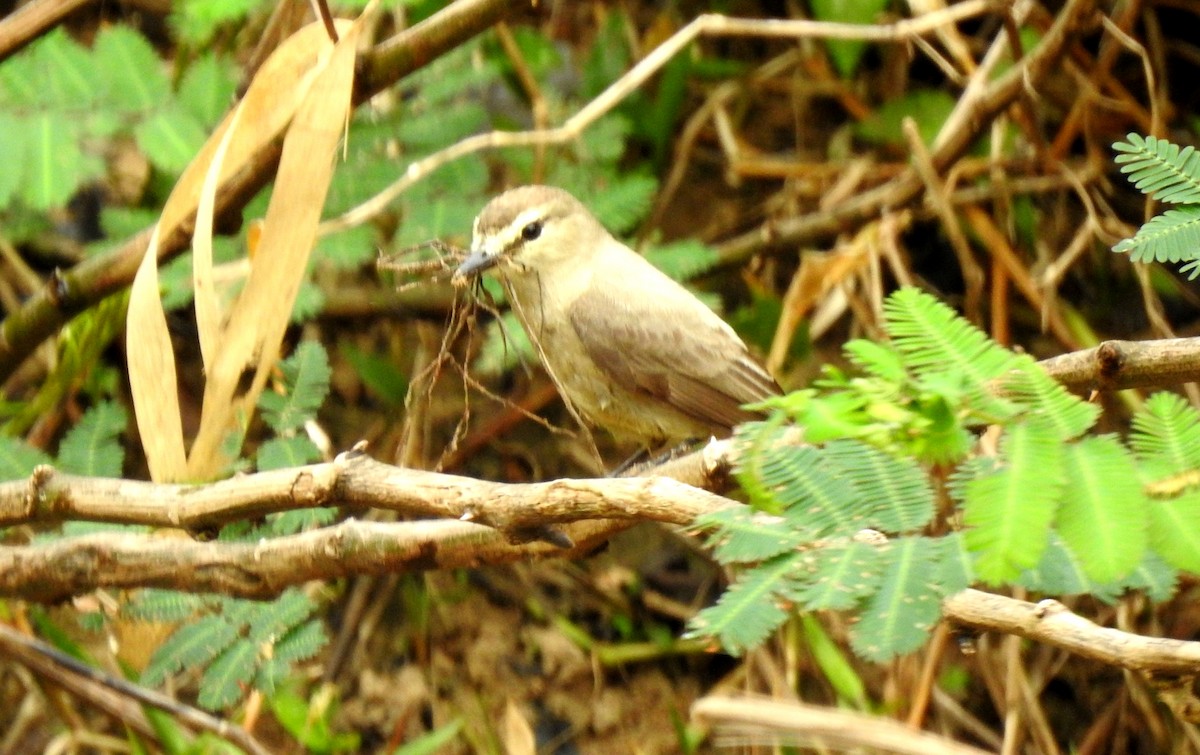 Drab Water Tyrant - ML646808050