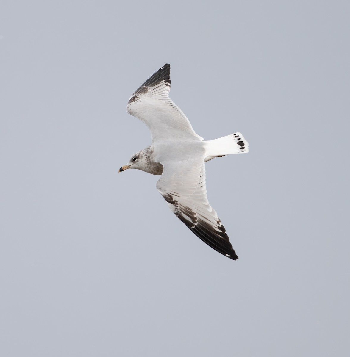 Ring-billed Gull - ML646808052