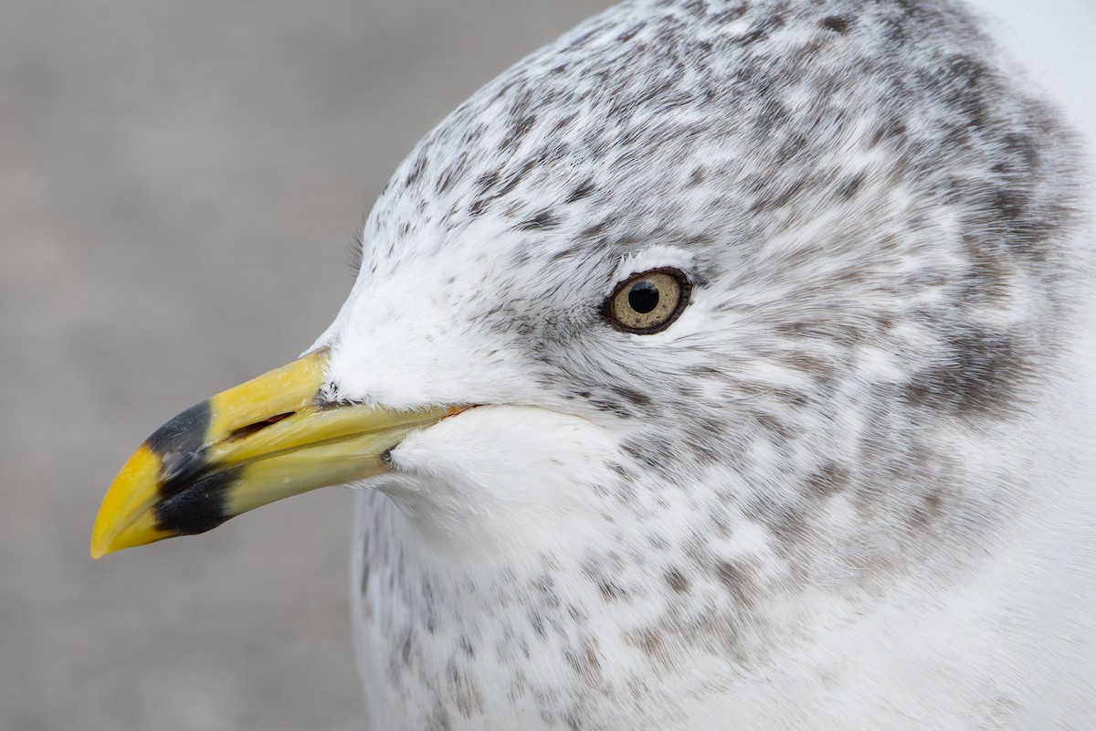 Ring-billed Gull - ML646808053