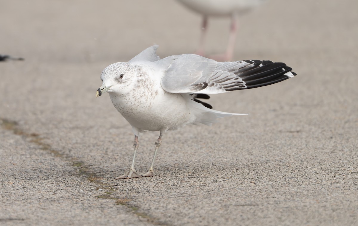 Ring-billed Gull - ML646808054