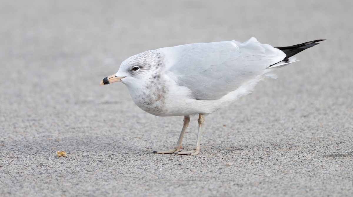 Ring-billed Gull - ML646808055