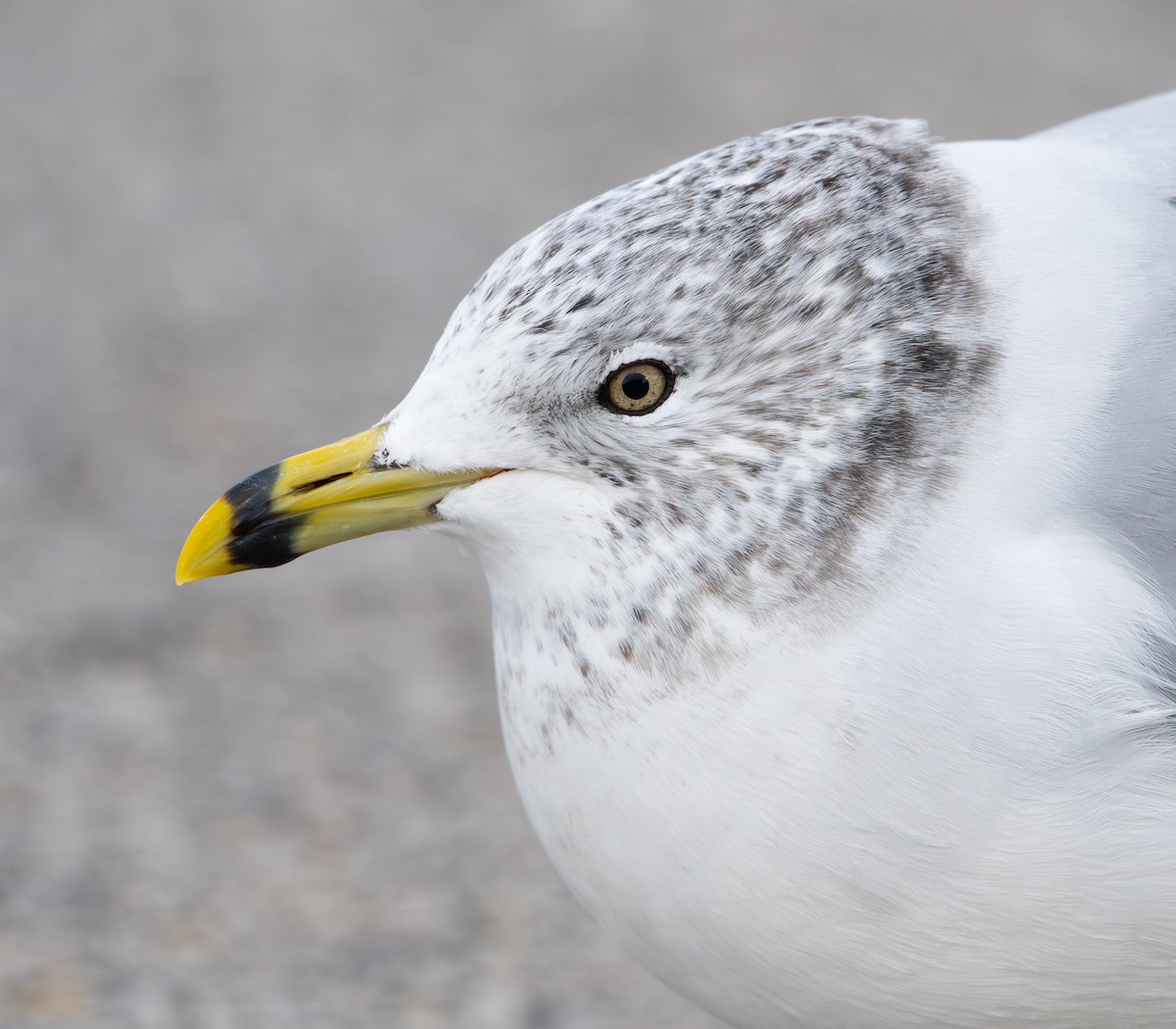 Ring-billed Gull - ML646808056