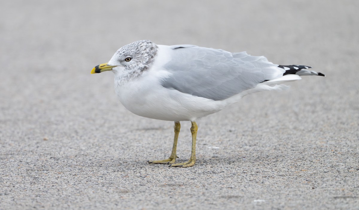 Ring-billed Gull - ML646808057