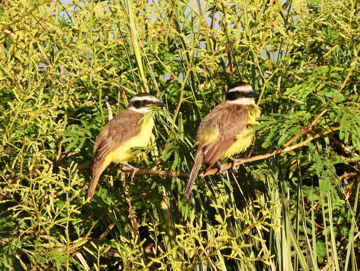 Bienteveo Común - ML646808058