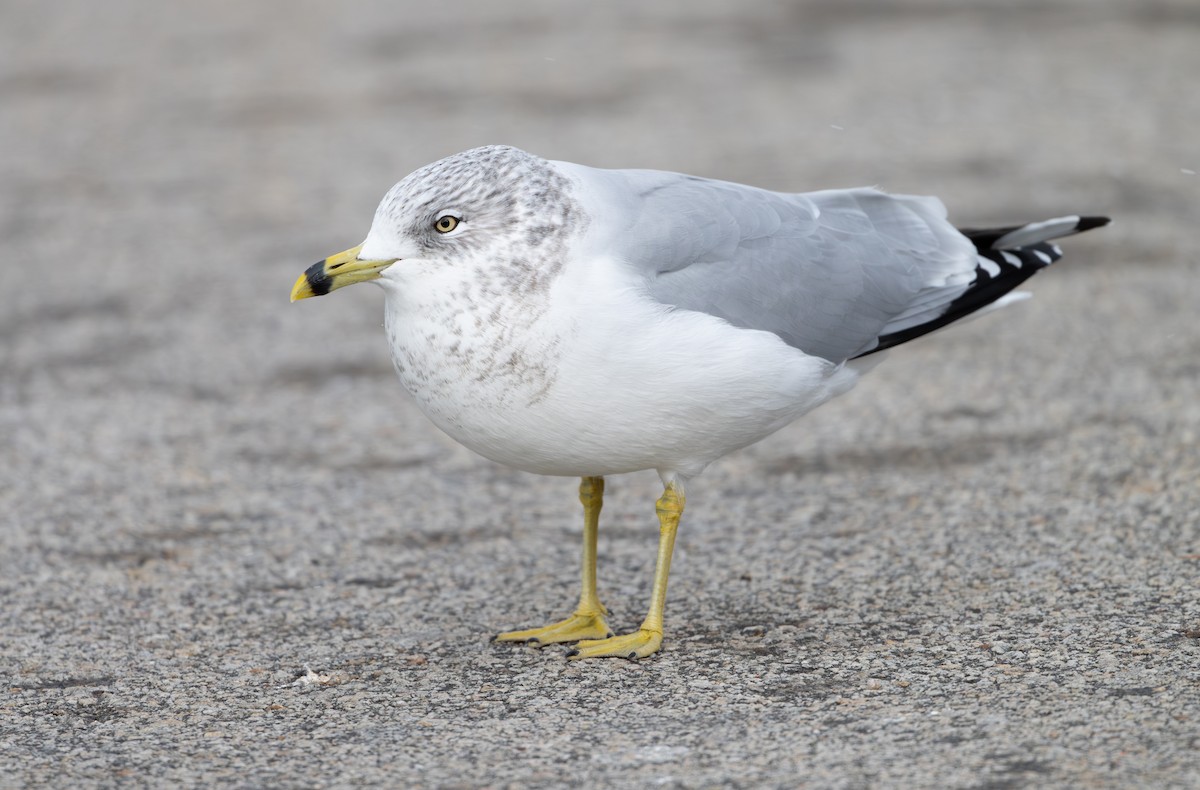 Ring-billed Gull - ML646808059