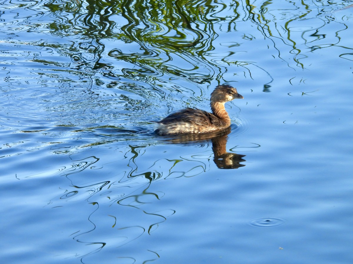 Grèbe à bec bigarré - ML646808060