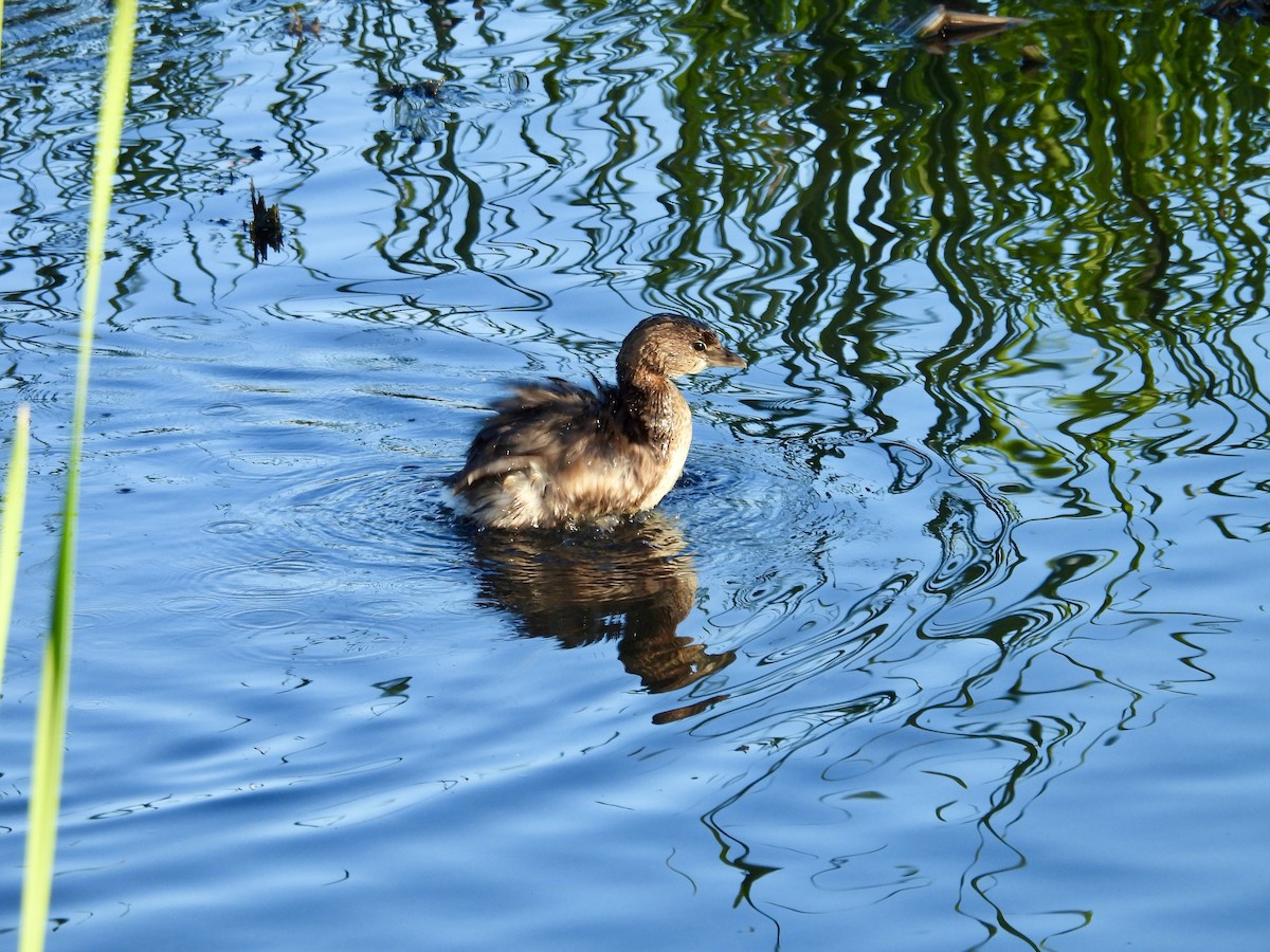Grèbe à bec bigarré - ML646808061