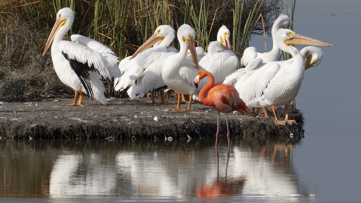 Красный фламинго - ML646808062