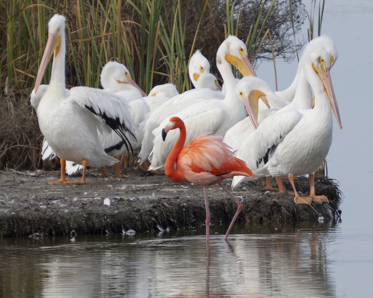 Красный фламинго - ML646808063