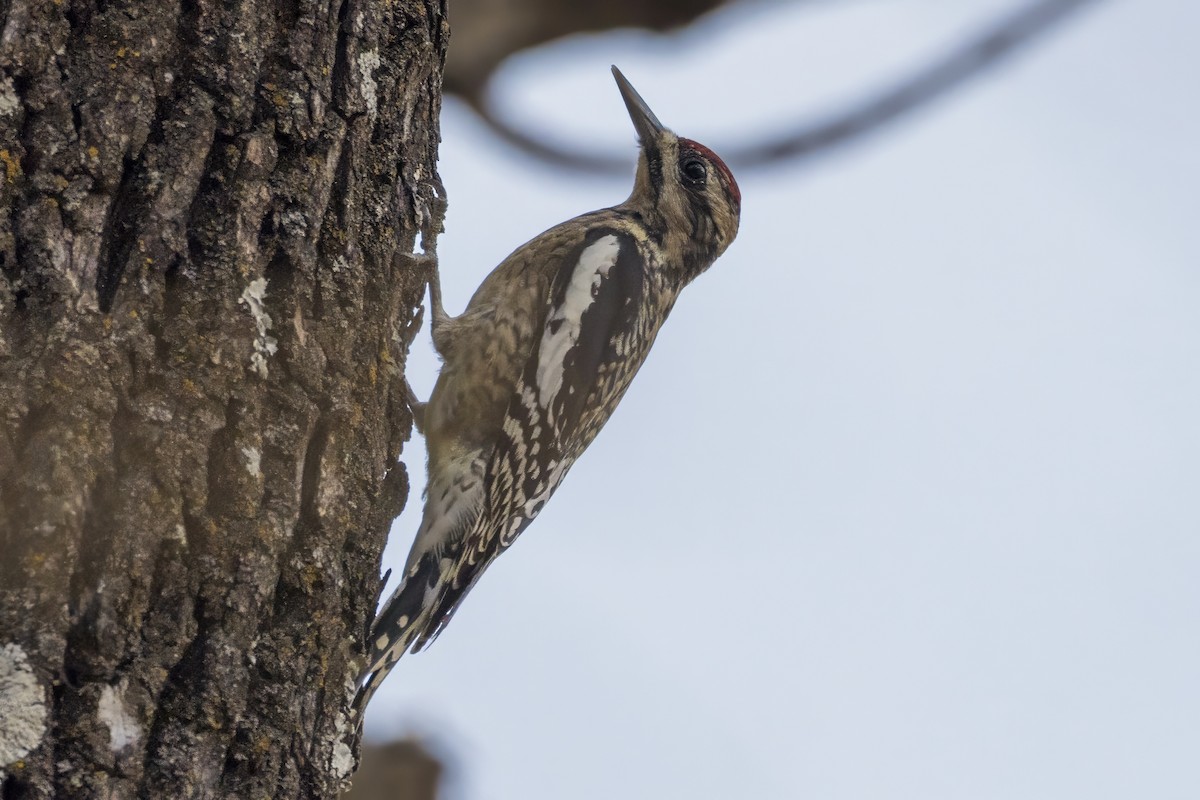 Chupasavia Norteño - ML646808064