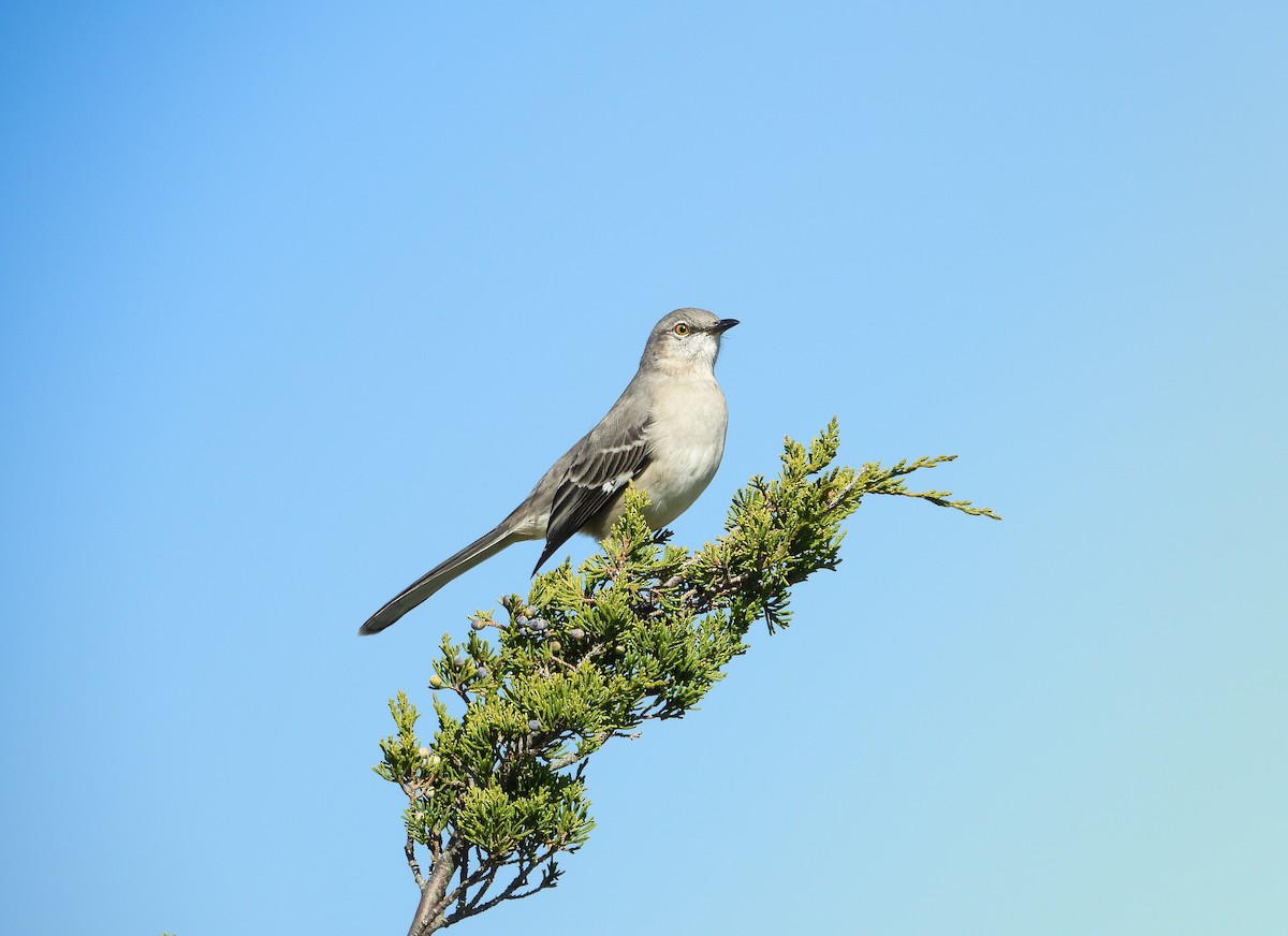 Sinsonte Norteño - ML646808065