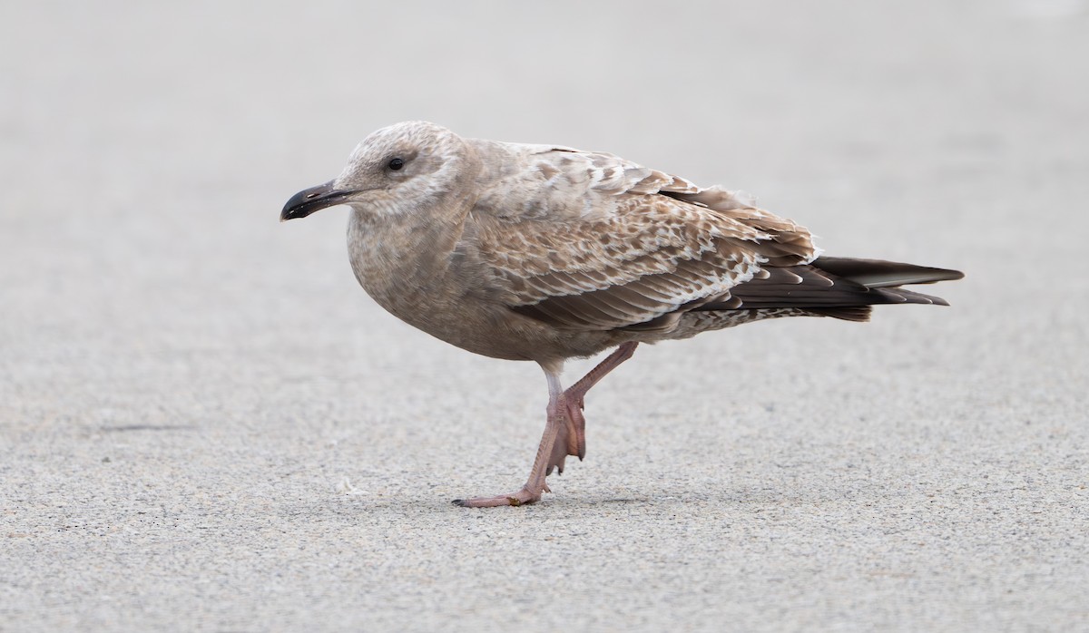 American Herring Gull - ML646808068