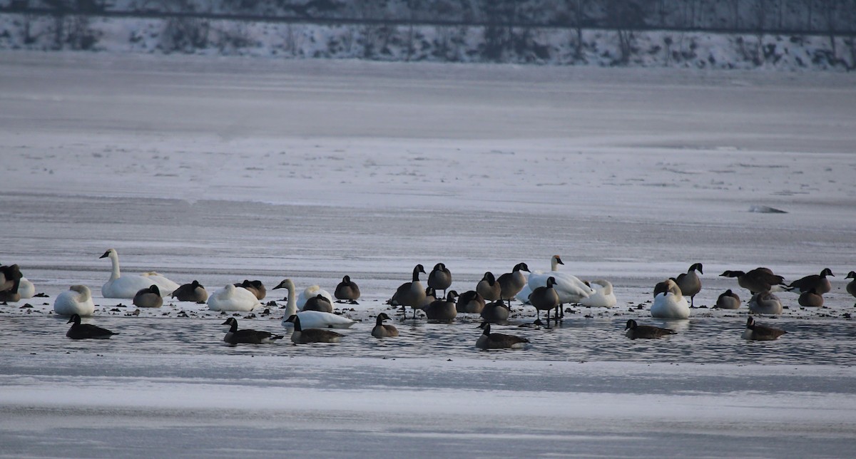 Trumpeter Swan - ML646808069