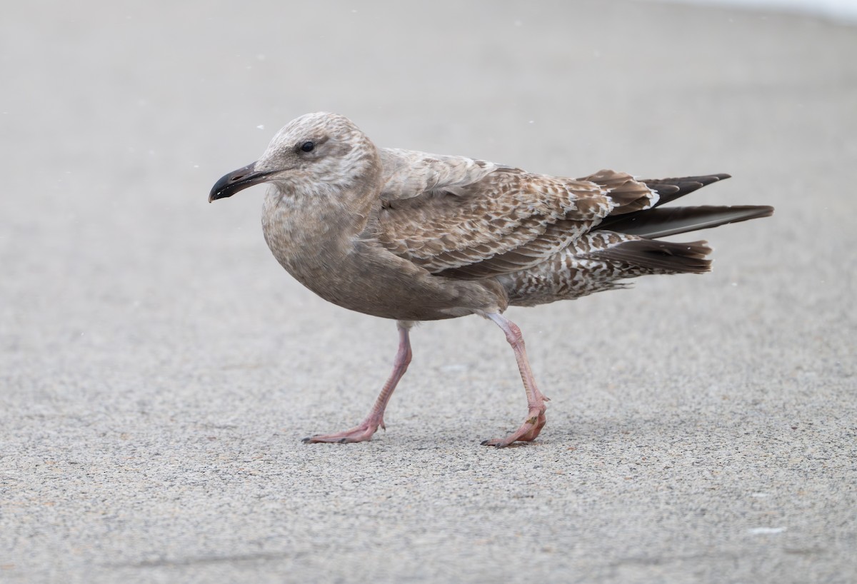 American Herring Gull - ML646808070