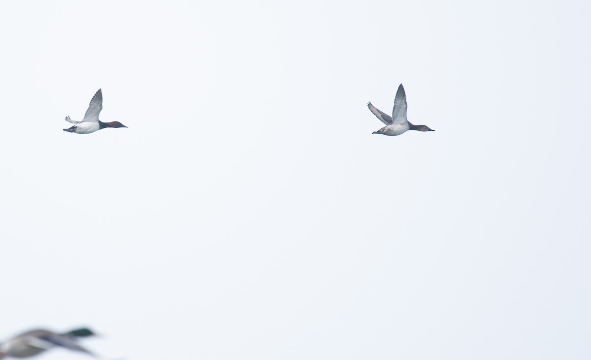 צולל ארוך-צוואר - ML646808071