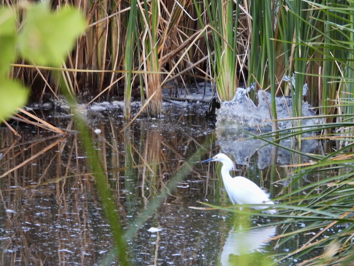 Aigrette neigeuse - ML646808073