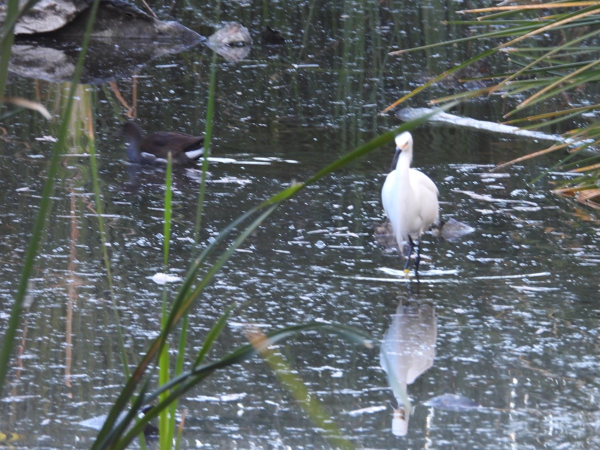 Aigrette neigeuse - ML646808074