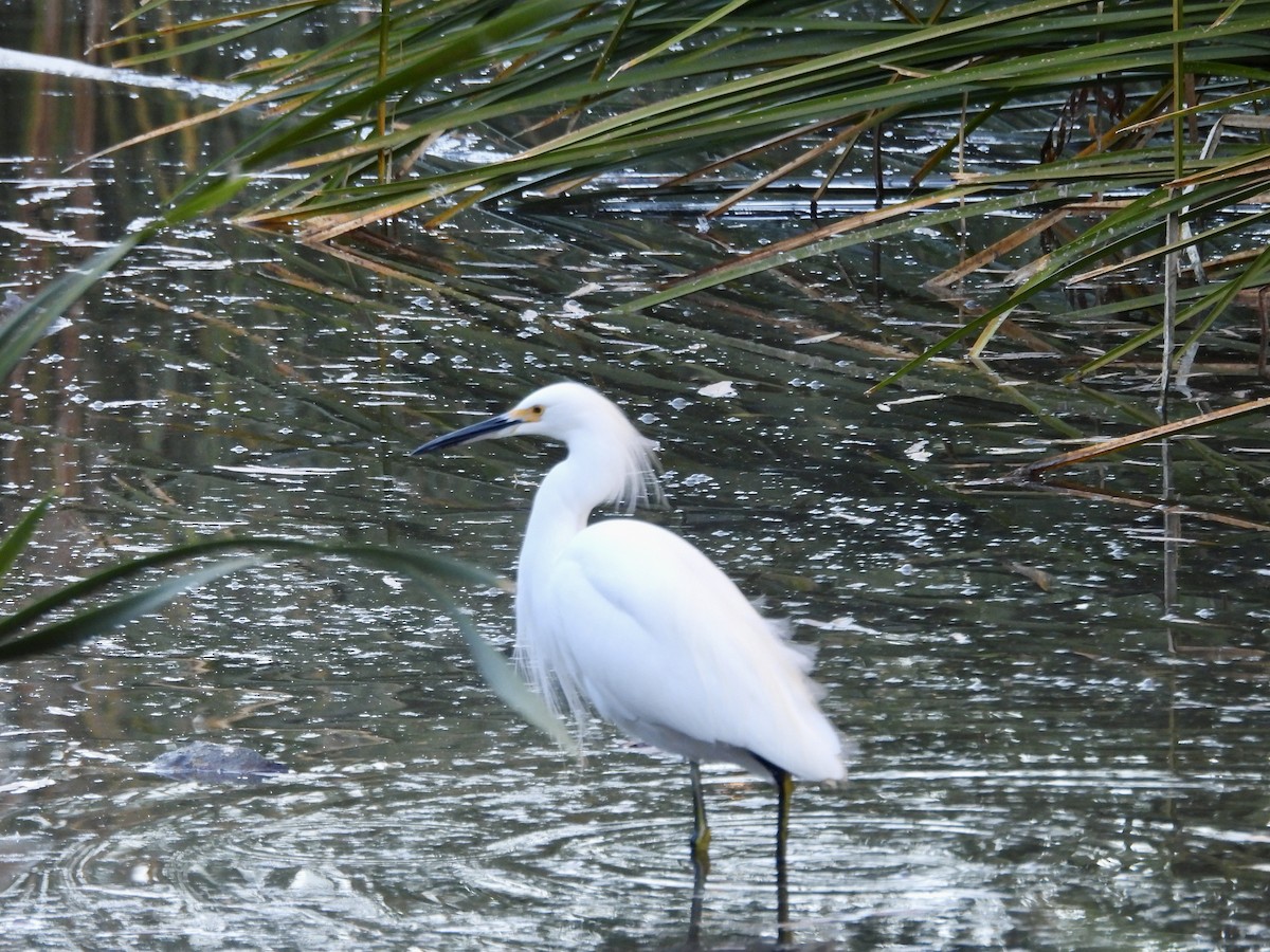 Aigrette neigeuse - ML646808075