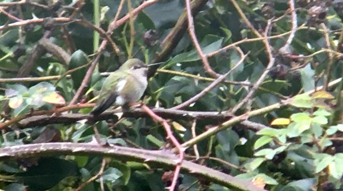 Anna's Hummingbird - ML646808076